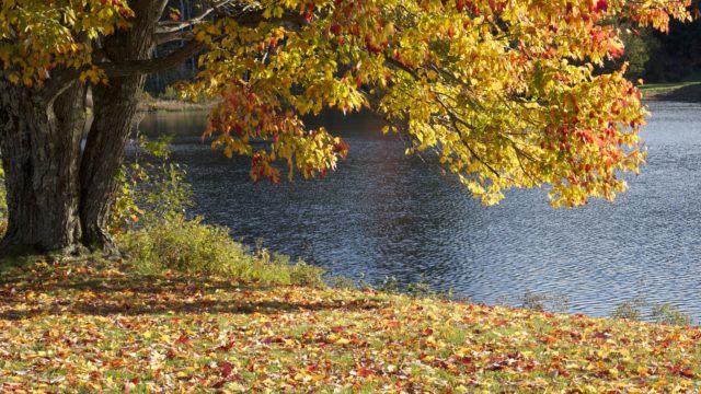 Tress in Autumn