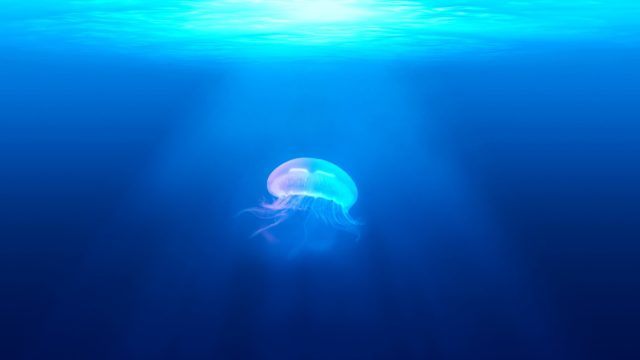Jellyfish, beautiful, but dangerous.
