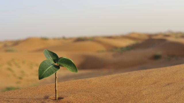 Shoots of Growth