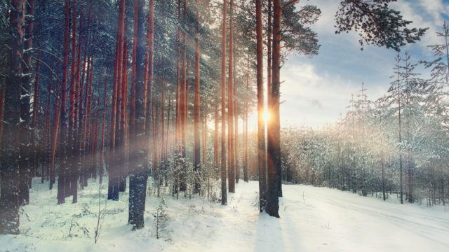 January winter landscape in the forest