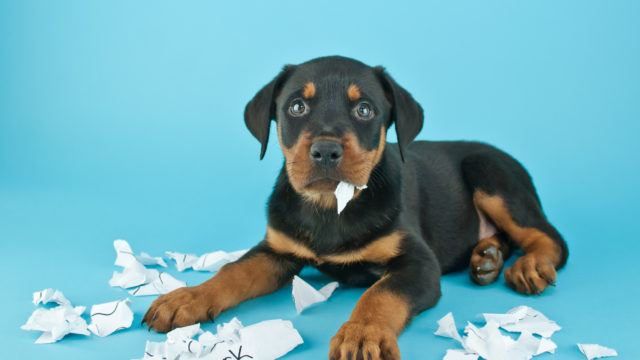 Dog eating someone's homework