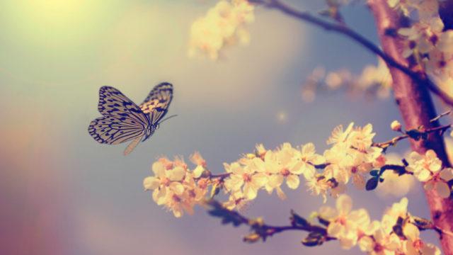 Butterfly on cherry blossom