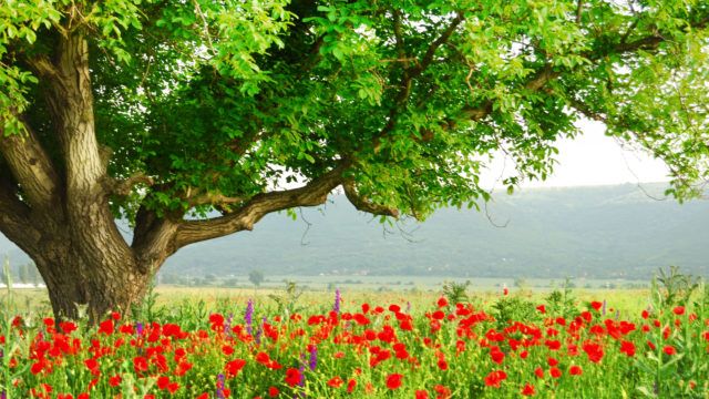 A tree and poppy's blooming in May