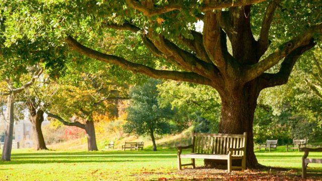 Bench under the tree in the Royal Botanic Gardens in London