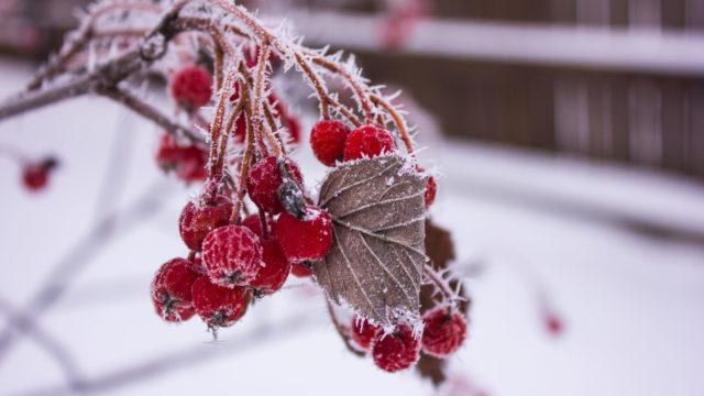 Red rowan in hoarfrost