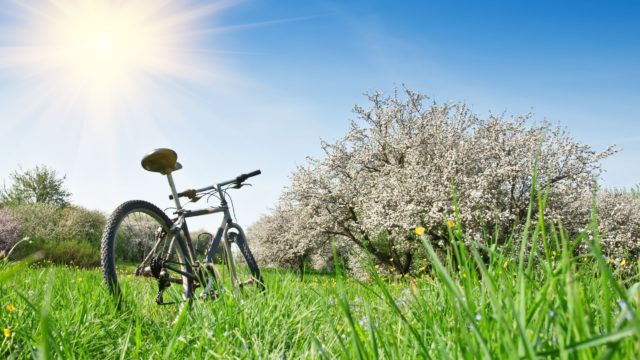 Bicycle in apple garden