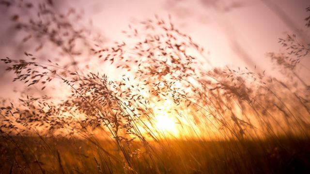 Long summer dry grass against a sunset.