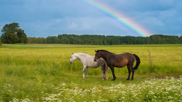 horses grazing in a meadow and in the sky is rainbow
