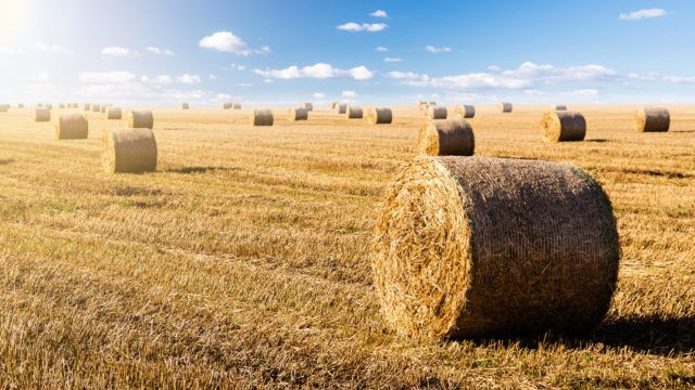 Summer afternoon in field of hay