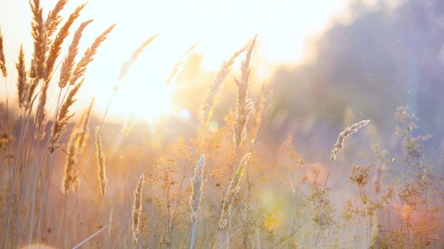 Art autumn sunny nature background