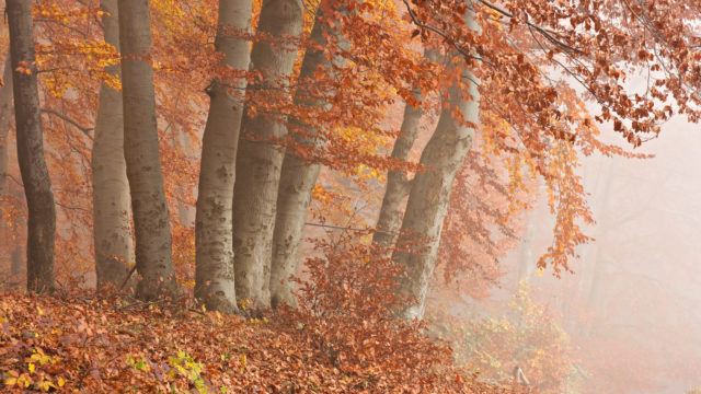 November scene in the forest