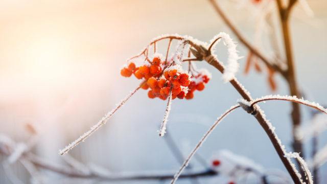 Rowan berries in the frost