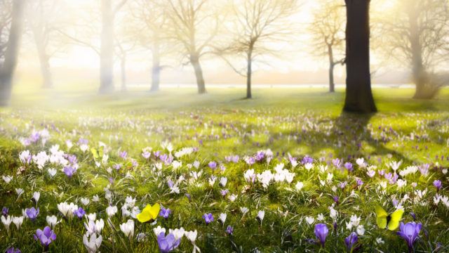 abstract sunny beautiful Spring background