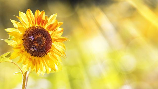 Sunflower, Bumblebees, Summer Background