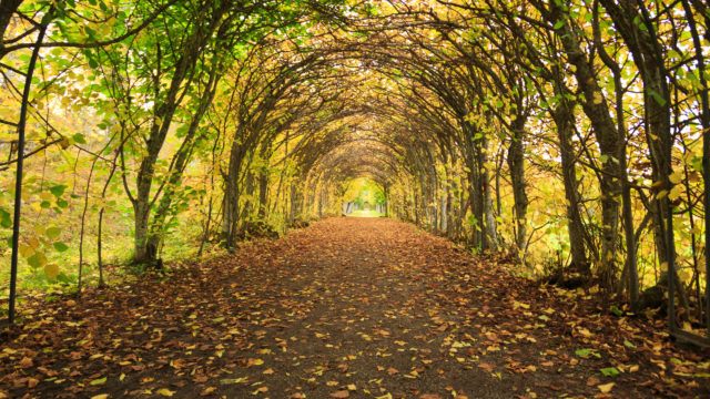 Nice pathway in Autumn