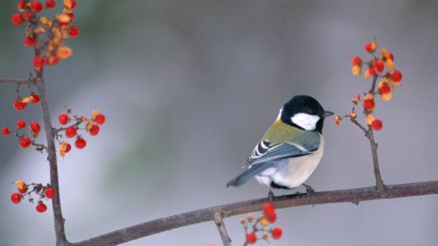 Japanese Great Tit