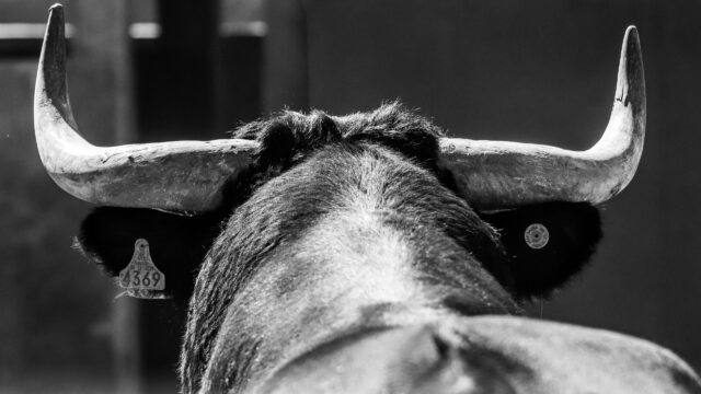 black and white photo of a bull’s head