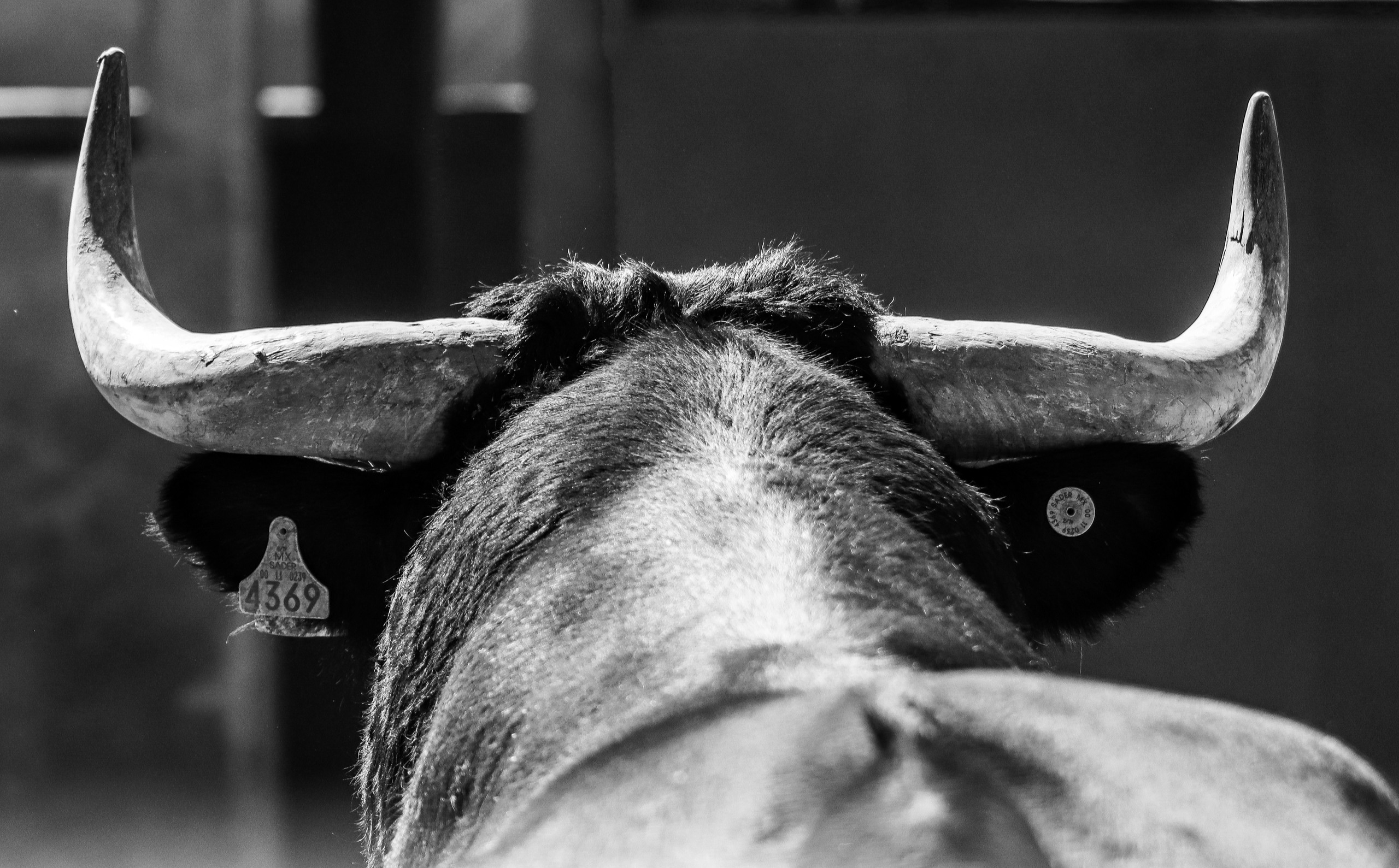 black and white photo of a bull’s head